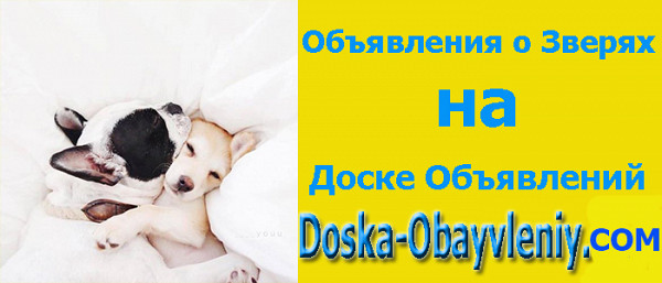Звери кошечки собаки и др звери на доска объявлений doska-obyavleniy.com