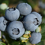 Садовые растения Москва