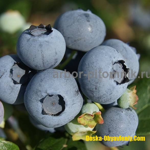 Садовые растения Москва - изображение 1