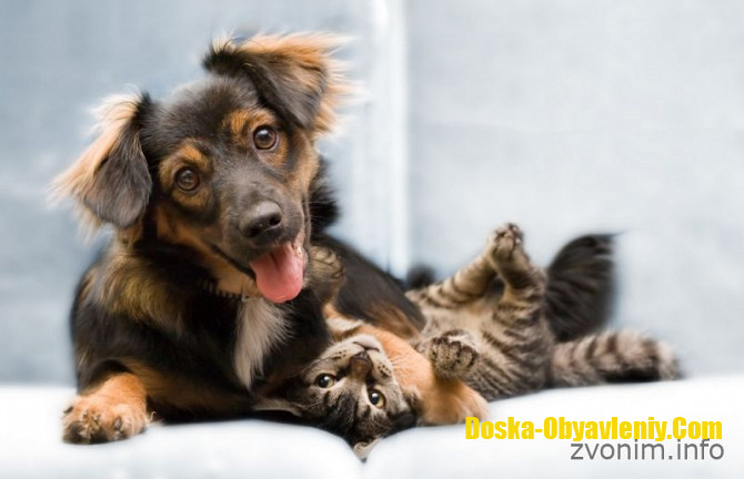 Ветеринария , услуги ветеринара для животных , Москва - изображение 1